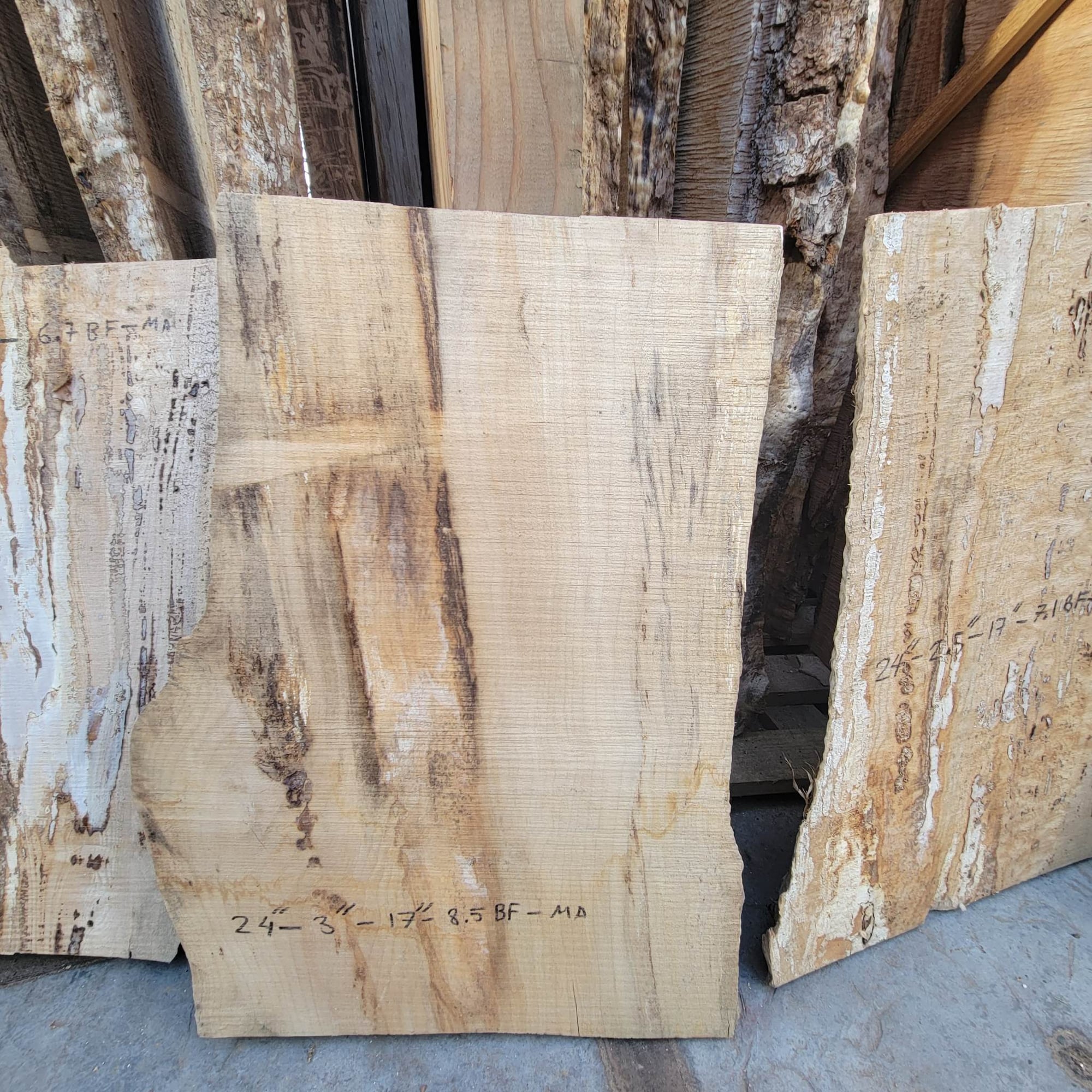 Big Leaf Maple